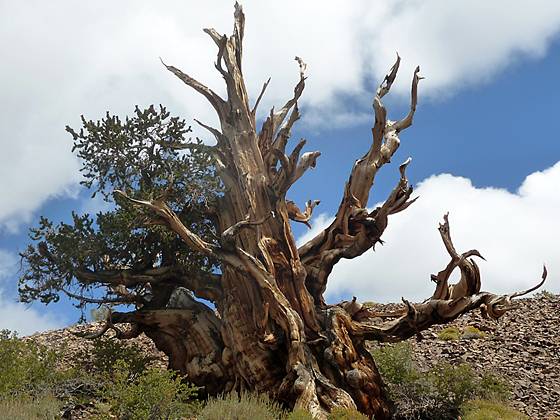 Bristlecone Pine along the Discovery Trail 