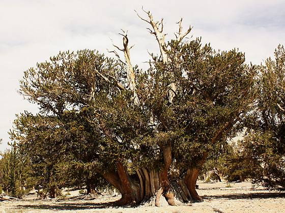 Patriarch Tree in the Patriarch Grove