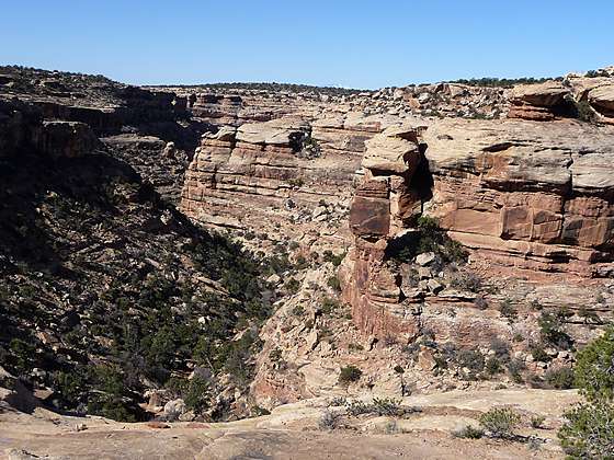 View into the First Fork of Slickhorn Canyon 